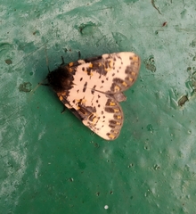 Xanthopastis regnatrix