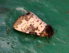 Xanthopastis regnatrix