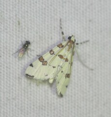 Conchylodes octonalis