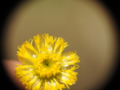 Rutidosis murchisonii