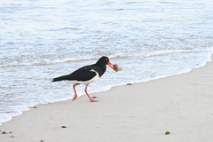 Haematopus longirostris