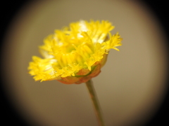 Rutidosis murchisonii