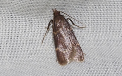 Aglossa electalis