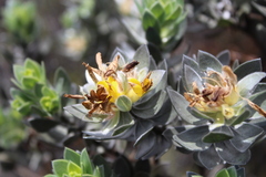 Xiphotheca fruticosa