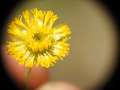 Rutidosis murchisonii