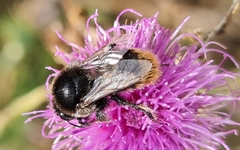 Bombus confusus confusus