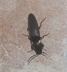 Deilelater physoderus