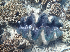 Tridacna gigas