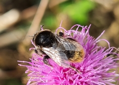 Bombus confusus confusus