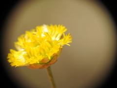 Rutidosis murchisonii