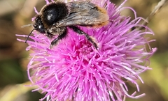 Bombus confusus confusus