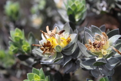 Xiphotheca fruticosa