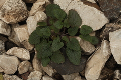 Dracocephalum thymiflorum