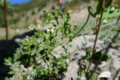 Thesium divaricatum