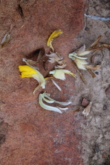 Xiphotheca fruticosa