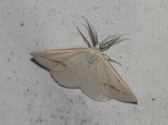 Lychnosea intermicata