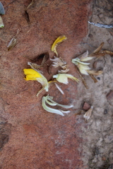 Xiphotheca fruticosa