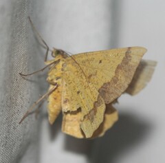 Erastria decrepitaria