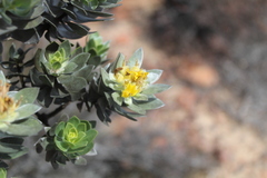 Xiphotheca fruticosa