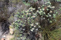 Xiphotheca fruticosa