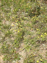 Rutidosis murchisonii