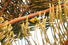 Trichoglossus chlorolepidotus