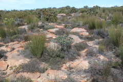 Xiphotheca fruticosa