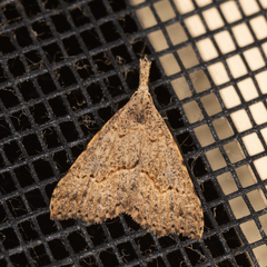 Trigonistis asthenopa