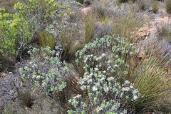 Xiphotheca fruticosa