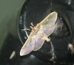 Apilocrocis brumalis