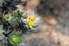 Xiphotheca fruticosa
