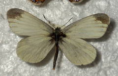 Leptidea sinapis