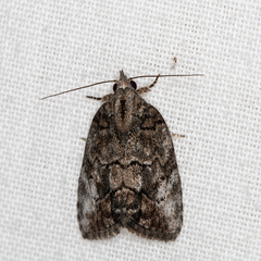 Etanna clopaea