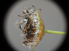 Rutidosis murchisonii