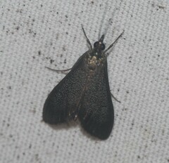 Pyrausta demantrialis