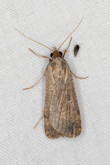 Tathorhynchus fallax