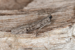 Cryptoblabes hemigypsa