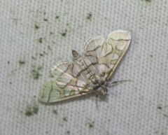 Pseudopyrausta santatalis