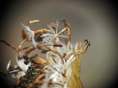 Rutidosis murchisonii