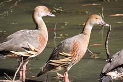 Dendrocygna eytoni