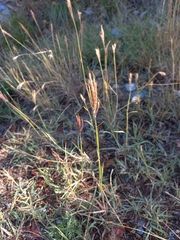 Bothriochloa ischaemum