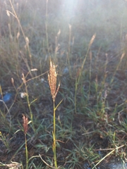 Bothriochloa ischaemum