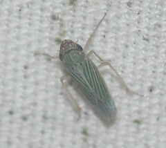 Xyphon reticulatum