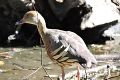 Dendrocygna eytoni