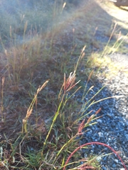 Bothriochloa ischaemum