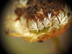 Rutidosis murchisonii