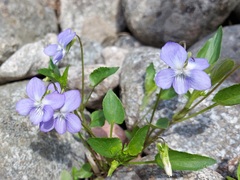 Viola canina