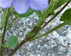 Viola canina