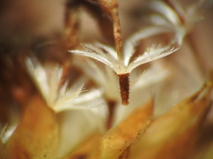 Rutidosis murchisonii