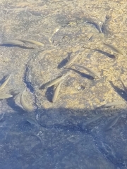 Mugilidae
